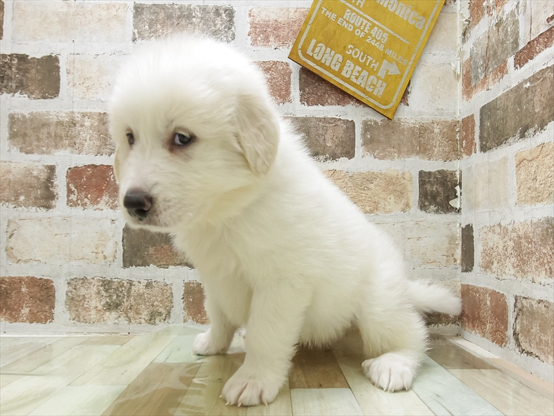 愛知県のグレートピレニーズ (ワンラブおっきなもふもふ名古屋総本店/2025年4月12日生まれ/女の子/ホワイト)の子犬の2枚目の画像