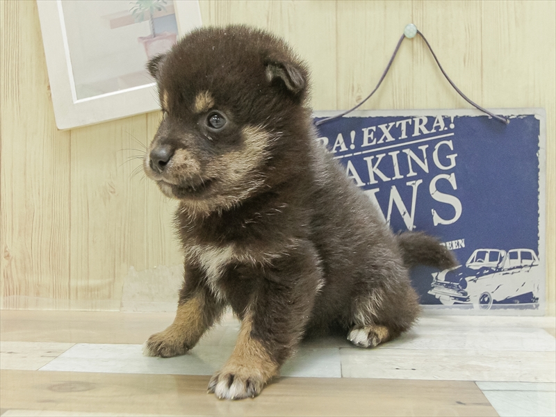 愛知県の豆柴 (ワンラブ星崎店(FC)/2025年4月10日生まれ/男の子/黒)の子犬の2枚目の画像