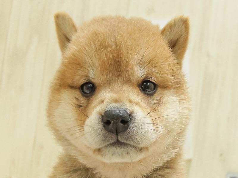 鹿児島県の柴犬(標準サイズ) (ワンラブニシムタ N'sCITY谷山店/2025年4月12日生まれ/女の子/赤)の子犬の1枚目の画像