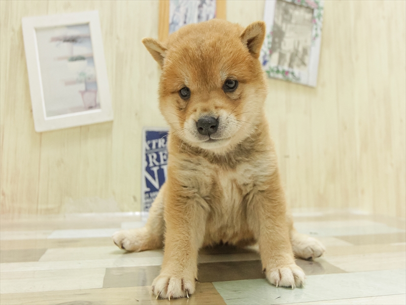 鹿児島県の柴犬(標準サイズ) (ワンラブニシムタ N'sCITY谷山店/2025年4月12日生まれ/女の子/赤)の子犬の3枚目の画像