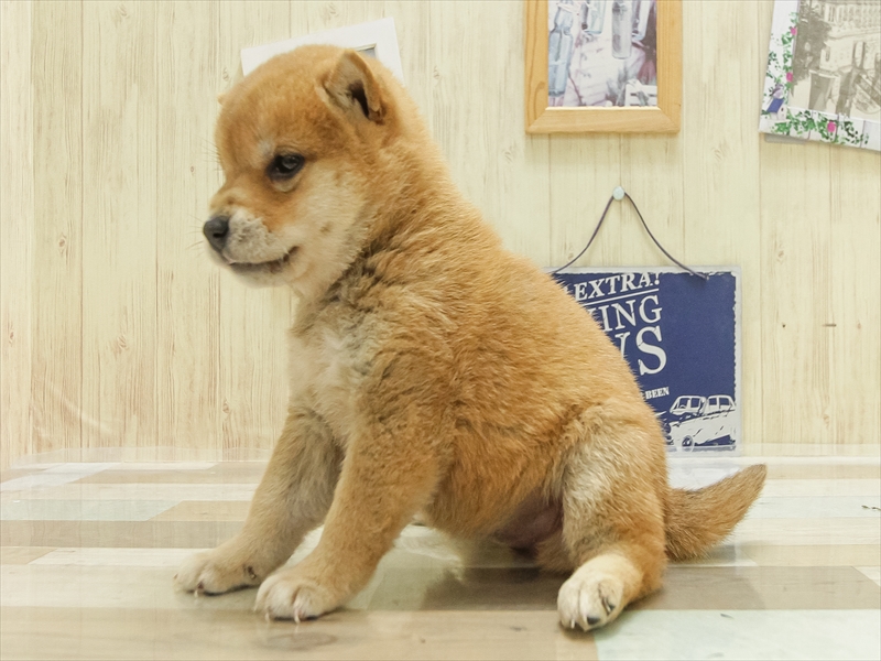 鹿児島県の柴犬(標準サイズ) (ワンラブニシムタ N'sCITY谷山店/2025年4月12日生まれ/女の子/赤)の子犬の2枚目の画像