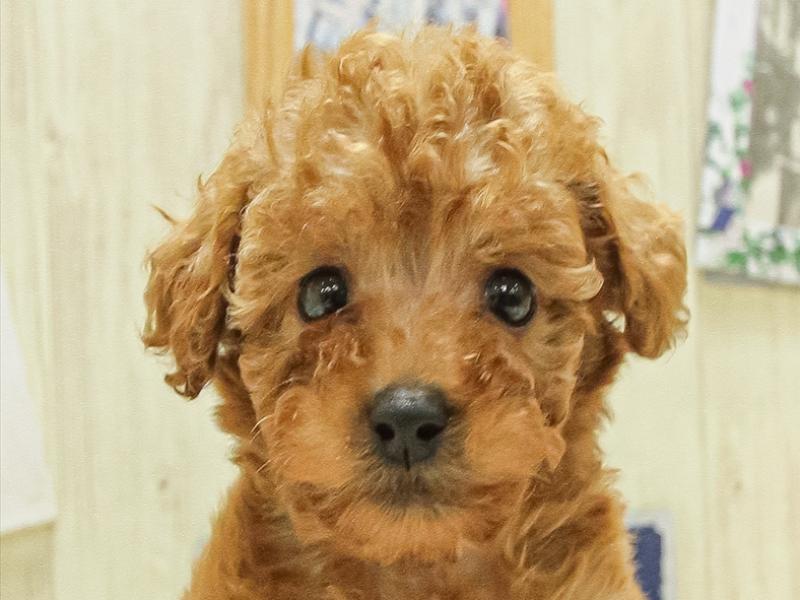 兵庫県のトイプードル(トイ) (ワンラブブルメール舞多聞店/2025年4月12日生まれ/男の子/レッド)の子犬