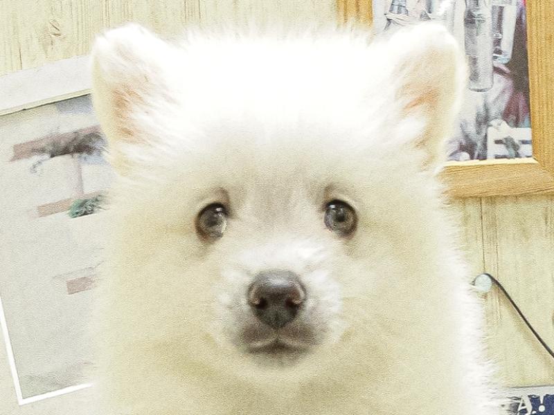 香川県の日本スピッツ (ワンラブゆめタウン三豊店/2025年4月12日生まれ/男の子/ホワイト)の子犬の1枚目の画像
