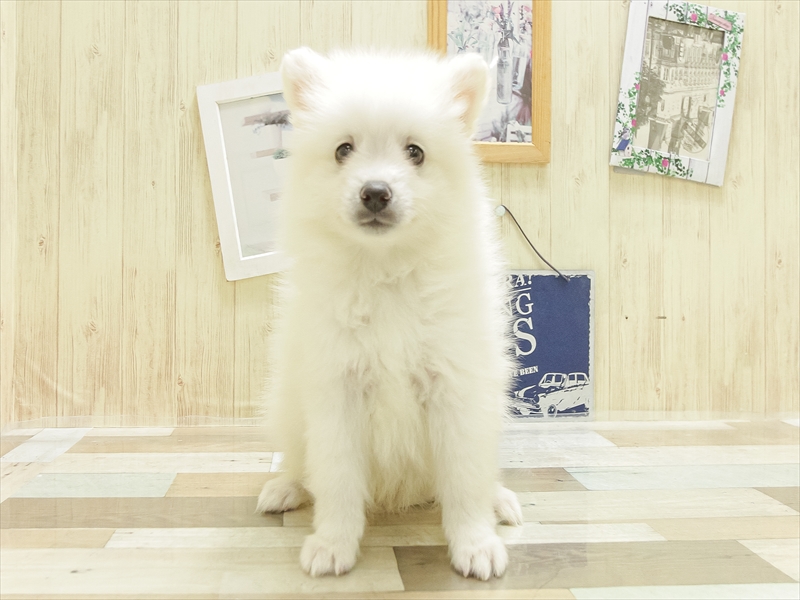 香川県の日本スピッツ (ワンラブゆめタウン三豊店/2025年4月12日生まれ/男の子/ホワイト)の子犬の3枚目の画像
