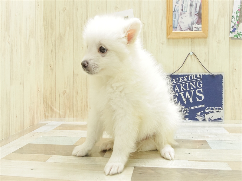 香川県の日本スピッツ (ワンラブゆめタウン三豊店/2025年4月12日生まれ/男の子/ホワイト)の子犬の2枚目の画像