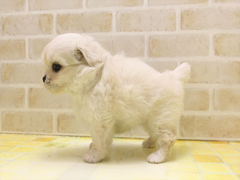 神奈川県のペキプー(ペキニーズ×プードル) (ワンラブららぽーと海老名店/2025年4月12日生まれ/女の子/クリーム)の子犬の3枚目の画像