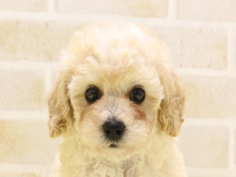 三重県のタイニープードル (ワンラブMEGA ドン・キホーテ四日市店/2025年4月11日生まれ/男の子/クリーム)の子犬