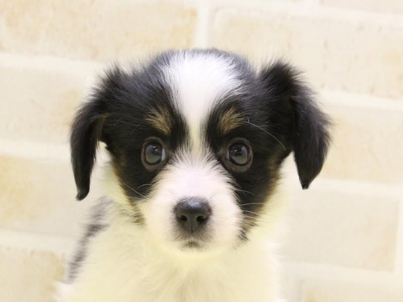 福岡県のパピヨン (ワンラブ福岡総本店/2025年4月13日生まれ/男の子/トライカラー)の子犬
