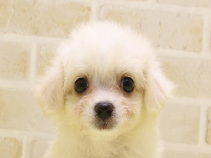 岐阜県のハーフ犬・ミックス犬 (ワンラブイオンタウン大垣店/2025年4月13日生まれ/女の子/ホワイト)の子犬の1枚目の画像