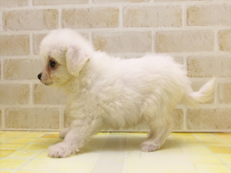 岐阜県のハーフ犬・ミックス犬 (ワンラブイオンタウン大垣店/2025年4月13日生まれ/女の子/ホワイト)の子犬の3枚目の画像
