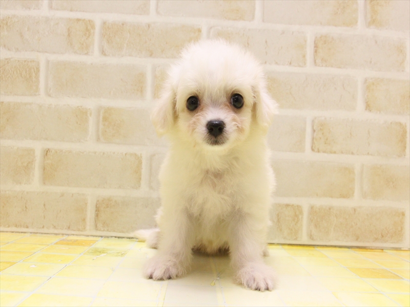 岐阜県のハーフ犬・ミックス犬 (ワンラブイオンタウン大垣店/2025年4月13日生まれ/女の子/ホワイト)の子犬の2枚目の画像