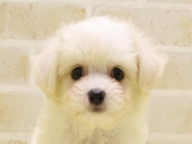 三重県のハーフ犬・ミックス犬 (ワンラブMEGA ドン・キホーテ四日市店/2025年4月13日生まれ/男の子/ホワイト)の子犬