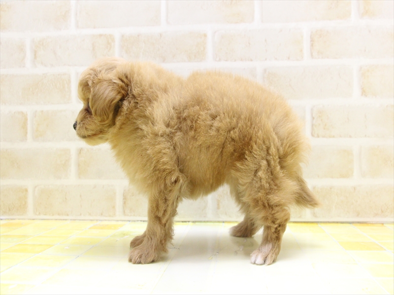 愛知県のポメプー(ポメラニアン×プードル) (ワンラブNEW・イオンタウン名西店/2025年4月14日生まれ/女の子/オレンジ)の子犬の3枚目の画像
