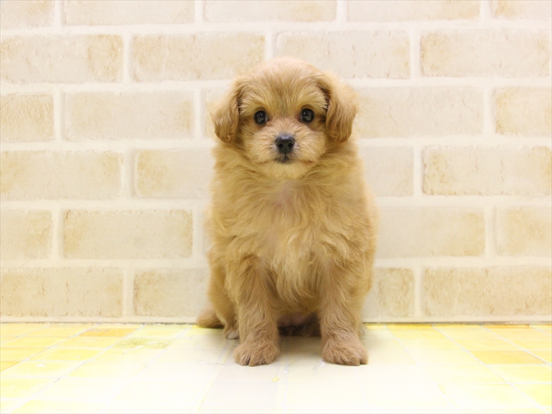愛知県のポメプー(ポメラニアン×プードル) (ワンラブNEW・イオンタウン名西店/2025年4月14日生まれ/女の子/オレンジ)の子犬の2枚目の画像