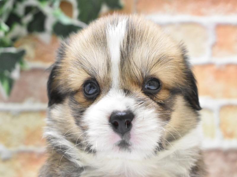 長野県のハーフ犬・ミックス犬 (ワンラブアリオ上田店/2025年4月13日生まれ/男の子/セーブルホワイト)の子犬
