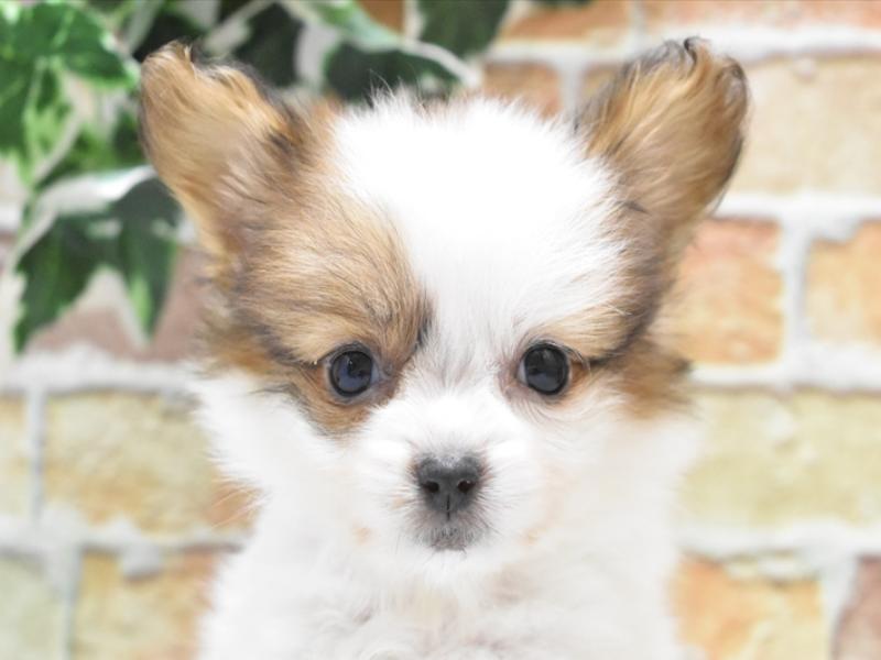 大阪府のパピヨン (ワンラブアリオ鳳店/2025年4月5日生まれ/男の子/ホワイトブラウン)の子犬