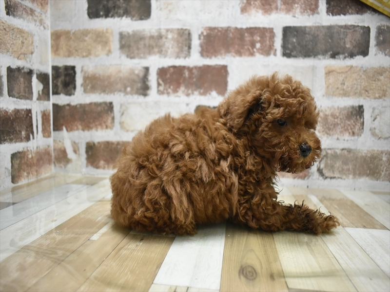 岐阜県のトイプードル(トイ) (ワンラブモレラ岐阜店/2025年4月17日生まれ/男の子/レッド)の子犬の3枚目の画像