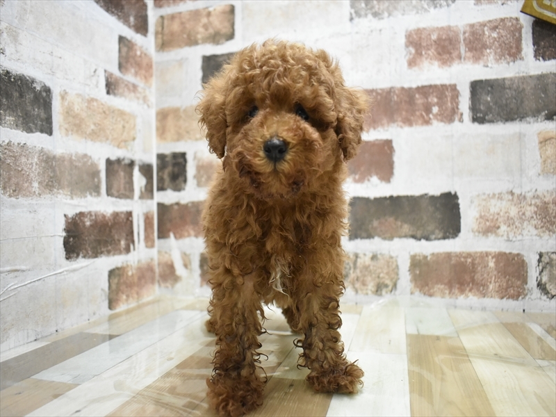 岐阜県のトイプードル(トイ) (ワンラブモレラ岐阜店/2025年4月17日生まれ/男の子/レッド)の子犬の2枚目の画像
