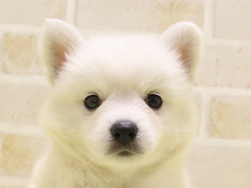 東京都の日本スピッツ (ワンラブ東京葛飾総本店/2025年4月18日生まれ/男の子/ホワイト)の子犬