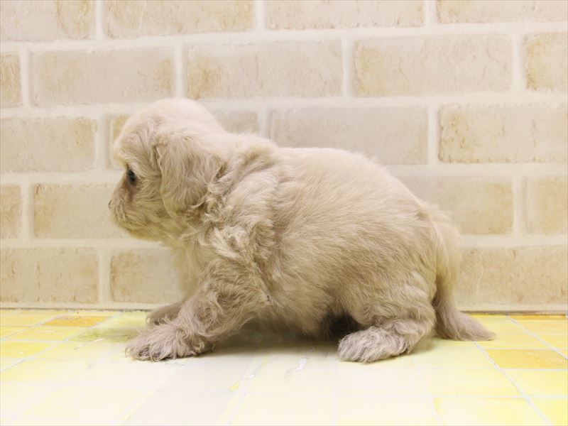 埼玉県のペキプー(ペキニーズ×プードル) (ワンラブカインズ蓮田店/2025年4月19日生まれ/男の子/クリーム)の子犬の3枚目の画像