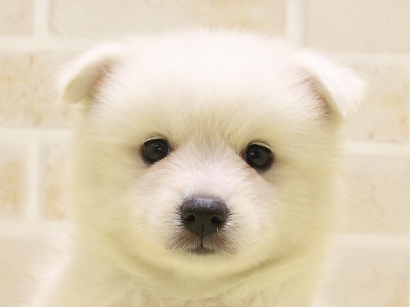 広島県の日本スピッツ (ワンラブカインズ広島LECT店/2025年4月19日生まれ/女の子/ホワイト)の子犬の1枚目の画像
