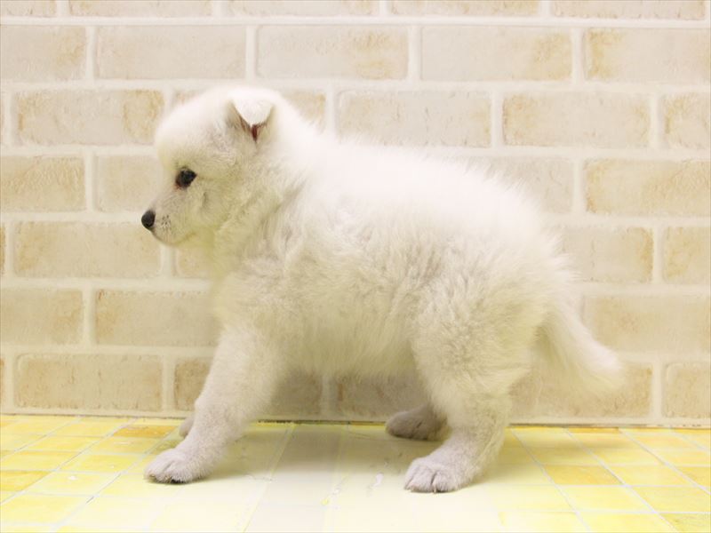 広島県の日本スピッツ (ワンラブカインズ広島LECT店/2025年4月19日生まれ/女の子/ホワイト)の子犬の3枚目の画像