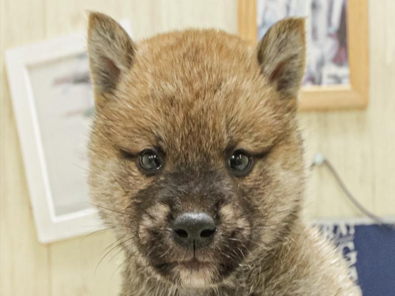 京都府の柴犬(標準サイズ) (ワンラブMOMOテラス店/2025年4月20日生まれ/男の子/赤)の子犬