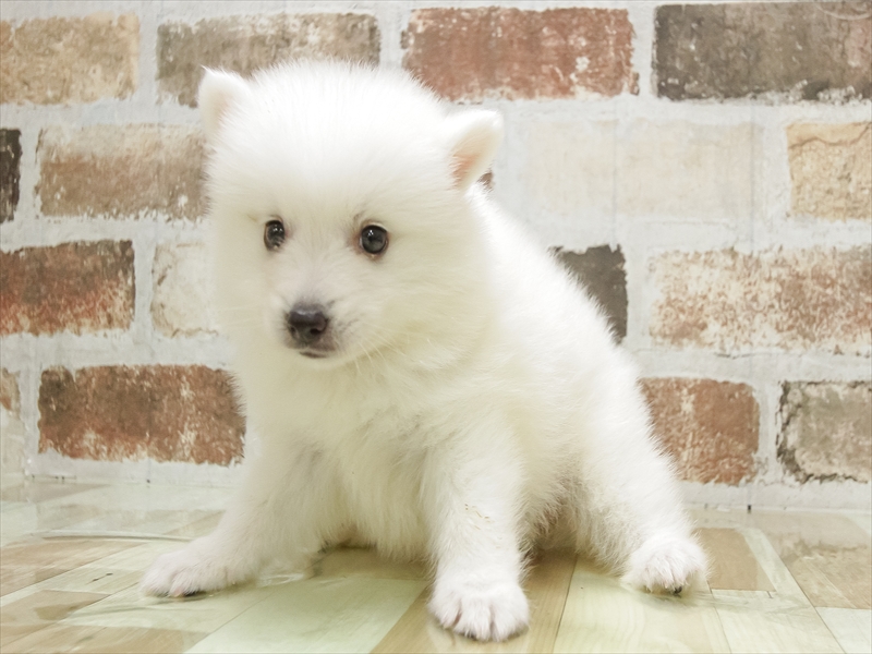 福井県の日本スピッツ (ワンラブフレンドタウン福井店/2025年4月20日生まれ/女の子/ホワイト)の子犬の2枚目の画像