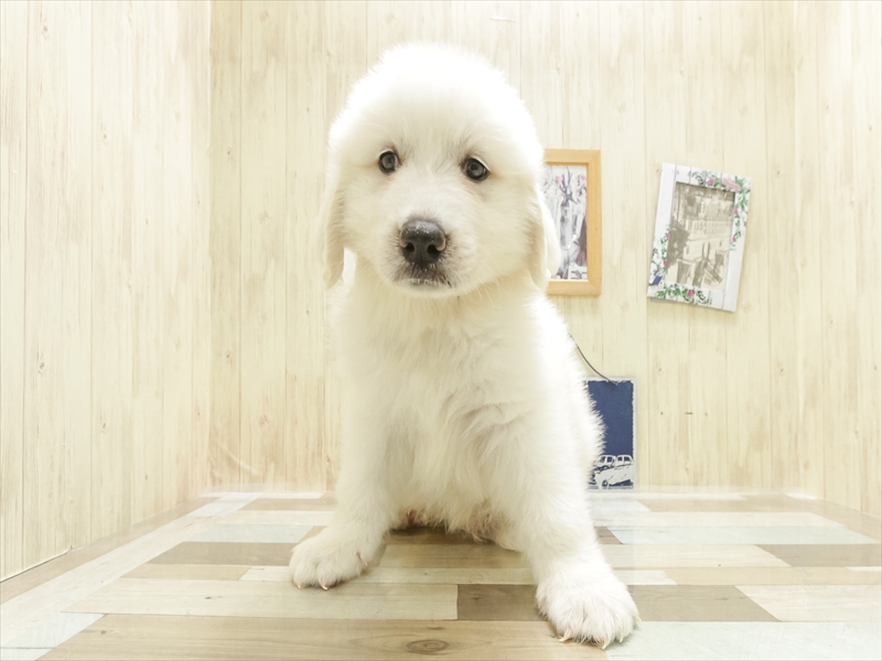 福岡県のグレートピレニーズ (ワンラブ福岡総本店/2025年4月12日生まれ/男の子/ホワイト)の子犬の3枚目の画像