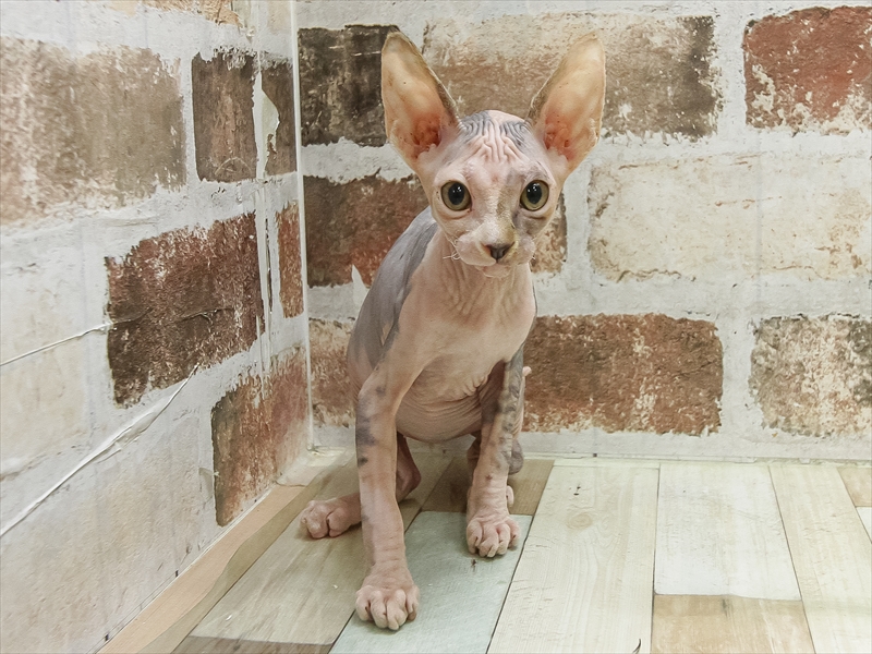愛知県のスフィンクス (ワンラブ星崎店(FC)/2025年4月12日生まれ/女の子/キャリコ)の子猫の3枚目の画像