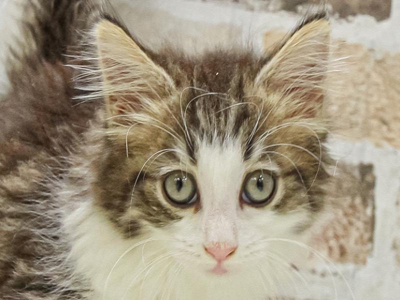愛知県のノルウェージャンフォレストキャット (ワンラブニャンラブ名古屋本店（猫専門店）/2025年4月17日生まれ/女の子/ブラウンタビーホワイト)の子猫の1枚目の画像