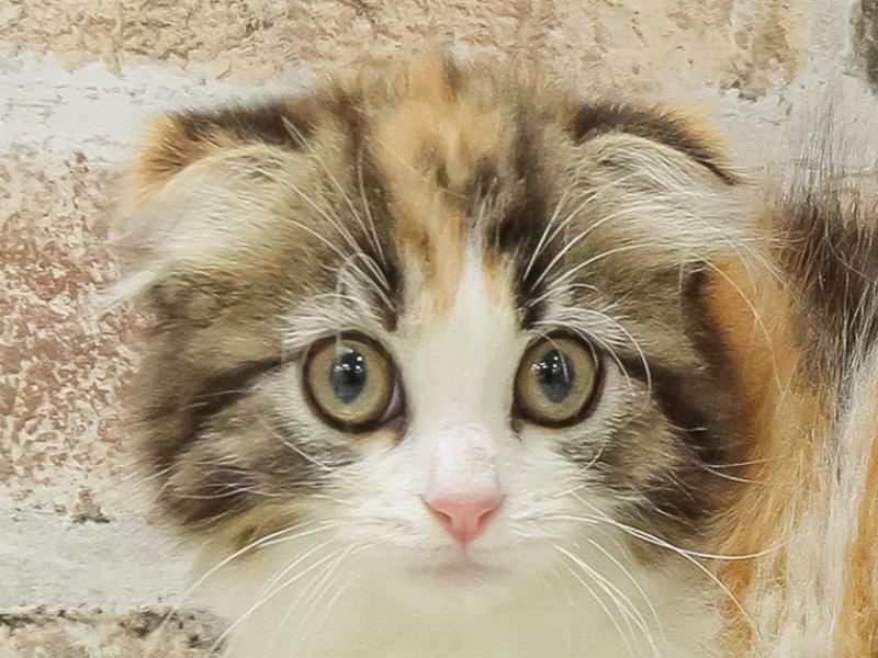 愛知県のスコティッシュフォールド (ワンラブニャンラブ名古屋本店（猫専門店）/2025年4月14日生まれ/女の子/ブラウンパッチドタビーホワイト)の子猫の1枚目の画像