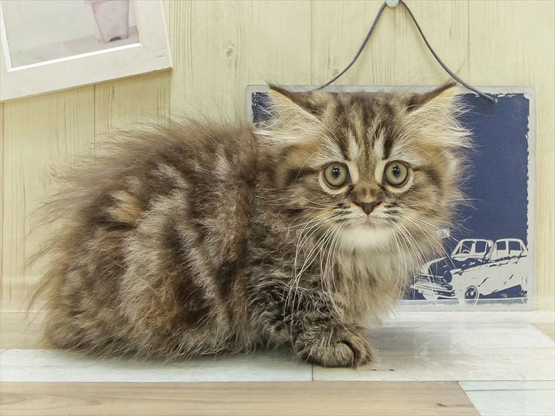 長野県のミヌエット (ワンラブアリオ上田店/2025年4月20日生まれ/女の子/ブラウンタビー)の子猫の2枚目の画像