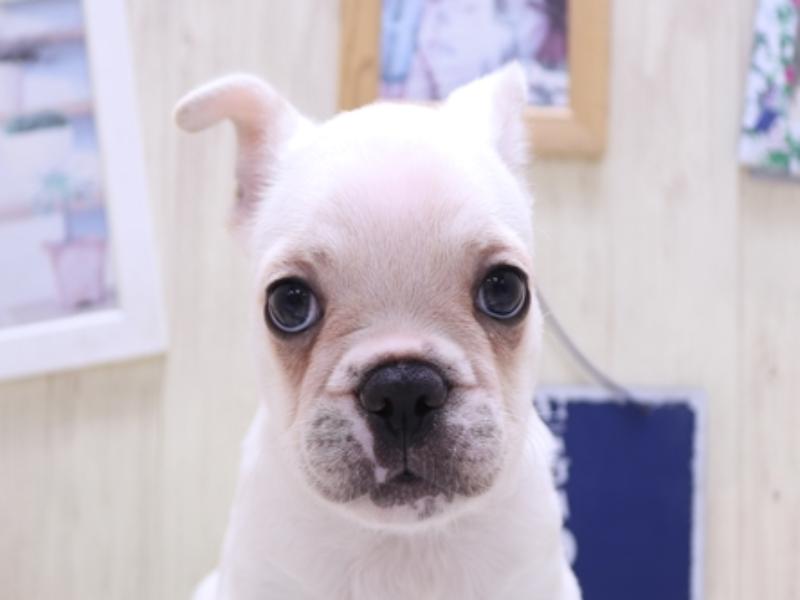 滋賀県のフレンチブルドッグ (ワンラブイオンタウン彦根店/2025年4月21日生まれ/男の子/クリーム)の子犬の1枚目の画像