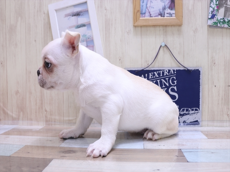 滋賀県のフレンチブルドッグ (ワンラブイオンタウン彦根店/2025年4月21日生まれ/男の子/クリーム)の子犬の3枚目の画像