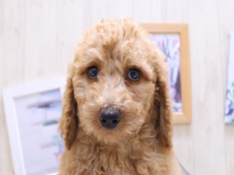 静岡県のスタンダードプードル (ワンラブ浜松本店/2025年4月22日生まれ/男の子/アプリコット)の子犬の1枚目の画像