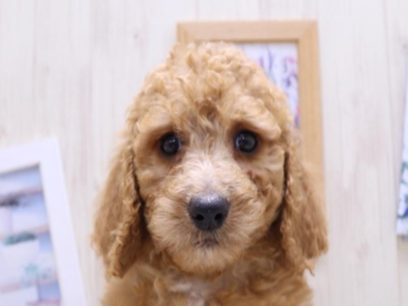 大阪府のスタンダードプードル (ワンラブイオンモール日根野店/2025年4月22日生まれ/男の子/アプリコット)の子犬の1枚目の画像