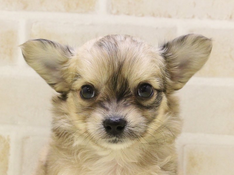 埼玉県のハーフ犬・ミックス犬 (ワンラブアリオ鷲宮店/2025年4月20日生まれ/女の子/フォーン)の子犬の1枚目の画像