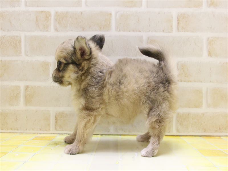 埼玉県のハーフ犬・ミックス犬 (ワンラブアリオ鷲宮店/2025年4月20日生まれ/女の子/フォーン)の子犬の3枚目の画像