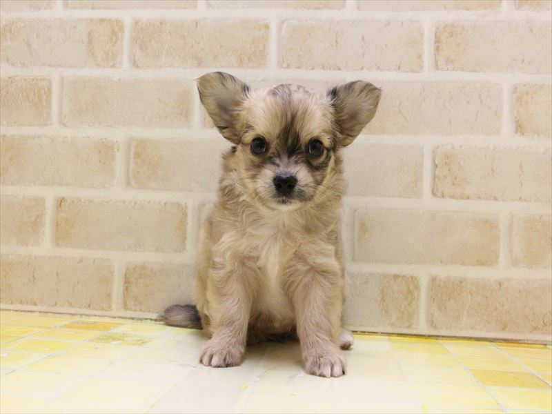 埼玉県のハーフ犬・ミックス犬 (ワンラブアリオ鷲宮店/2025年4月20日生まれ/女の子/フォーン)の子犬の2枚目の画像