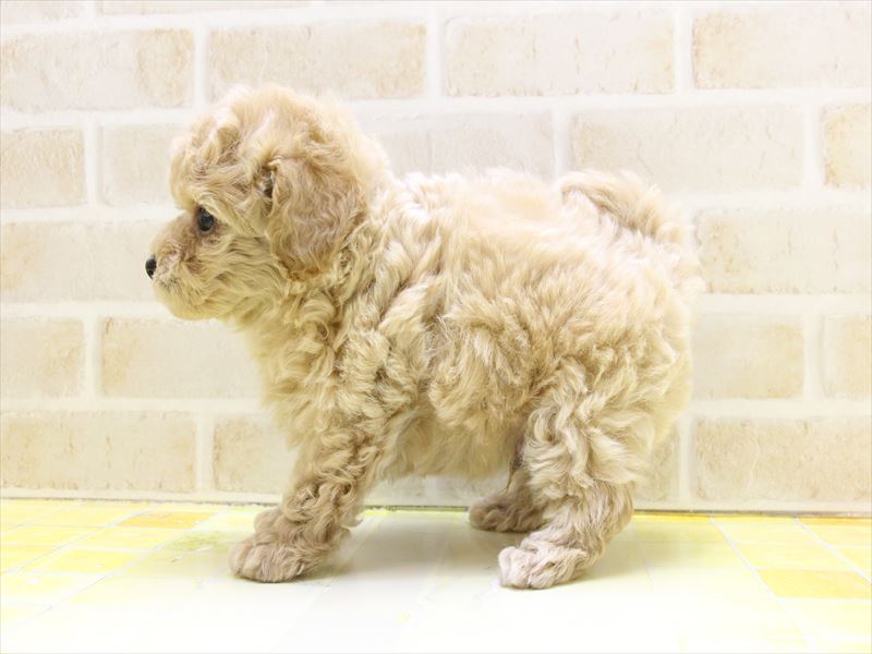 神奈川県のビションプー(ビションフリーゼ×プードル) (ワンラブカインズ三浦店/2025年4月20日生まれ/男の子/アプリコット)の子犬の3枚目の画像