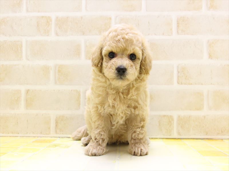 神奈川県のビションプー(ビションフリーゼ×プードル) (ワンラブカインズ三浦店/2025年4月20日生まれ/男の子/アプリコット)の子犬の2枚目の画像