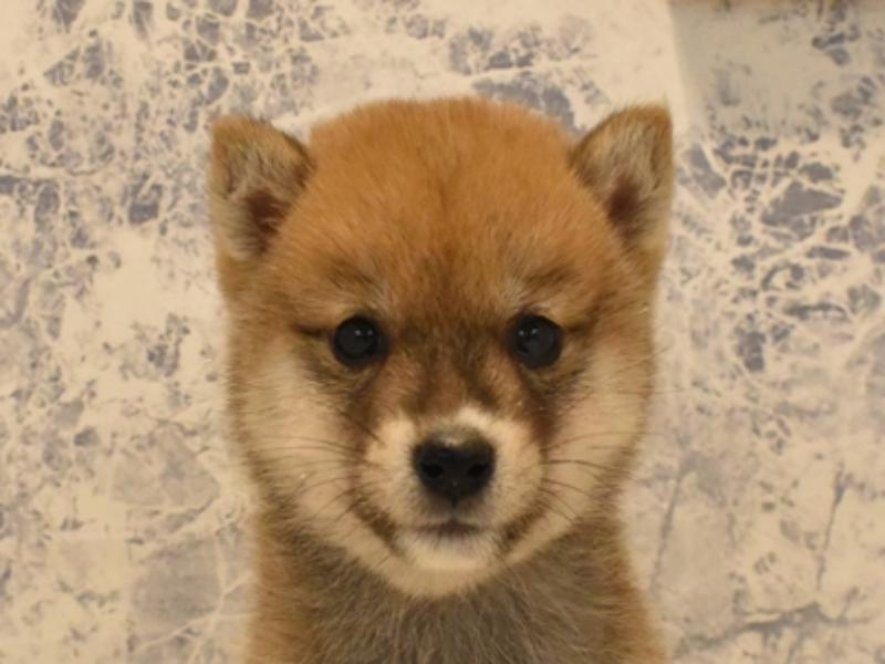 静岡県の豆柴 (ワンラブららぽーと沼津店/2025年4月11日生まれ/男の子/赤)の子犬の1枚目の画像