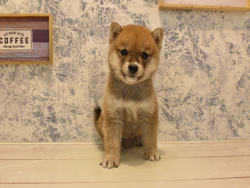 静岡県の豆柴 (ワンラブららぽーと沼津店/2025年4月11日生まれ/男の子/赤)の子犬の3枚目の画像