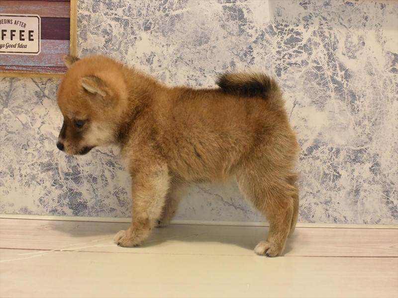 静岡県の豆柴 (ワンラブららぽーと沼津店/2025年4月11日生まれ/男の子/赤)の子犬の2枚目の画像