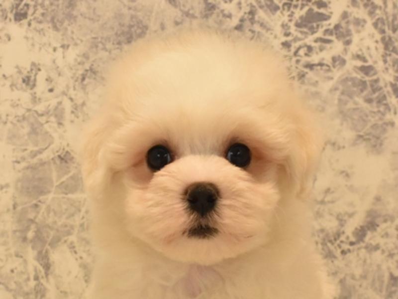 福井県のハーフ犬・ミックス犬 (ワンラブコメリパワー坂井店/2025年4月18日生まれ/男の子/ホワイト)の子犬
