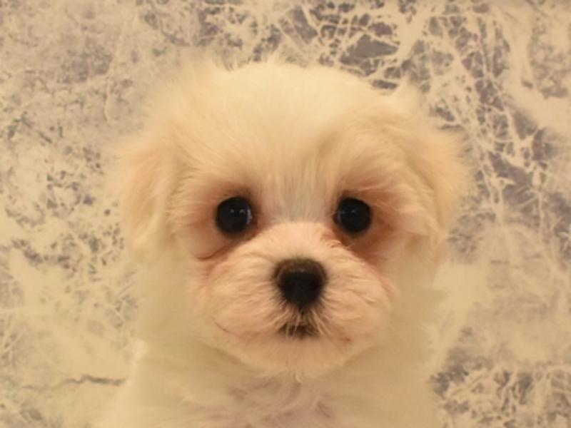 鹿児島県のハーフ犬・ミックス犬 (ワンラブニシムタ N'sCITY谷山店/2025年4月18日生まれ/女の子/ホワイト)の子犬の1枚目の画像