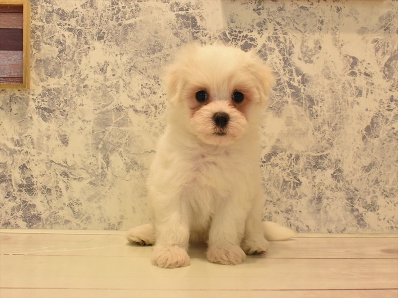鹿児島県のハーフ犬・ミックス犬 (ワンラブニシムタ N'sCITY谷山店/2025年4月18日生まれ/女の子/ホワイト)の子犬の3枚目の画像