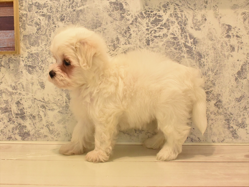 鹿児島県のハーフ犬・ミックス犬 (ワンラブニシムタ N'sCITY谷山店/2025年4月18日生まれ/女の子/ホワイト)の子犬の2枚目の画像