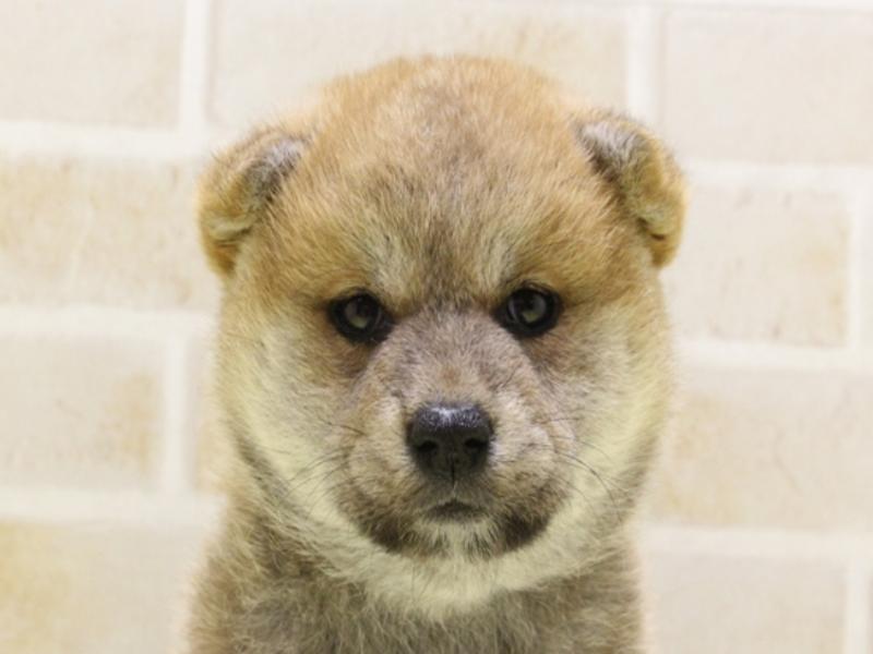 東京都の柴犬(標準サイズ) (ワンラブ東京葛飾総本店/2025年4月21日生まれ/女の子/赤)の子犬の1枚目の画像